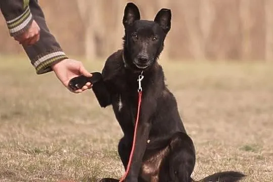 Zorro szuka nowego domu
