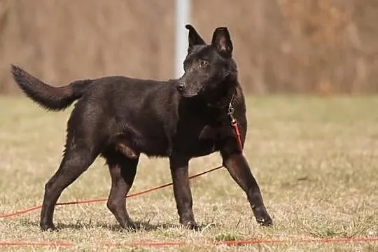 Zorro szuka nowego domu