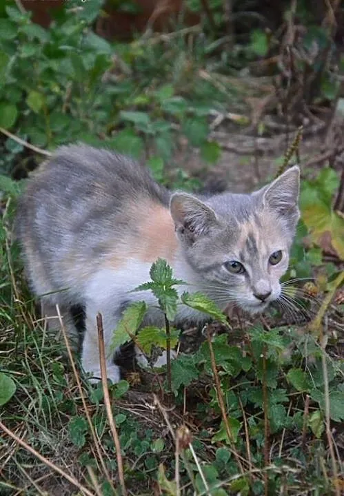 Dwie piekne 7-8 tyg trikolorki,adopcja!!, świętok