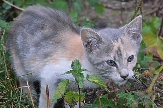 Dwie piekne 7-8 tyg trikolorki,adopcja!!,  świętok