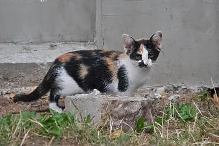 Dwie piekne 7-8 tyg trikolorki,adopcja!!,  świętok