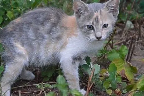 Dwie piekne 7-8 tyg trikolorki,adopcja!!,  świętok