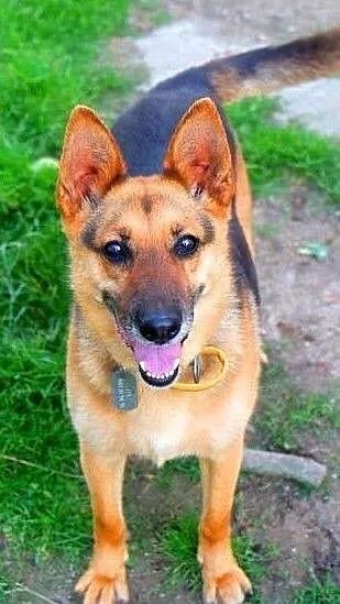 DIANA - kochana sunia w typie owczarka szuka domu!, Mazowieckie, Warszawa