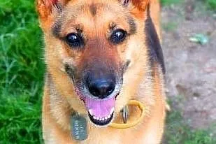 DIANA - kochana sunia w typie owczarka szuka domu!, Mazowieckie, Warszawa