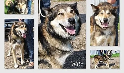 Wito młodziutki psiak mix alaskan malamute szuka d