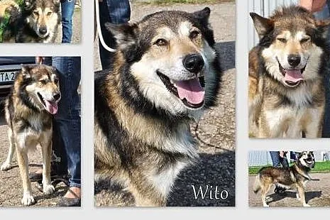 Wito młodziutki psiak mix alaskan malamute szuka d