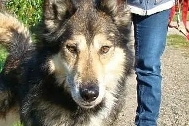 Wito młodziutki psiak mix alaskan malamute szuka d