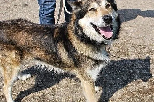 Wito młodziutki psiak mix alaskan malamute szuka d