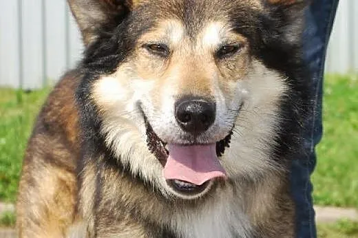 Wito młodziutki psiak mix alaskan malamute szuka d