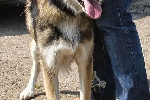 Wito młodziutki psiak mix alaskan malamute szuka d