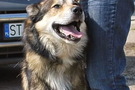 Wito młodziutki psiak mix alaskan malamute szuka d