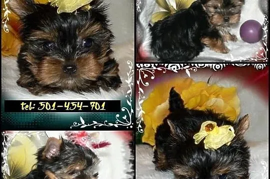 *** SUCZKI *** średnie i mini York Yorki KATOWICE 