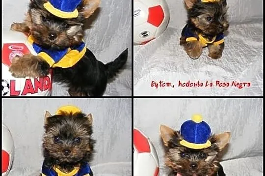 *** SUCZKI *** średnie i mini York Yorki KATOWICE 