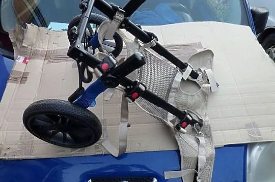 Wózek Inwalidzki Rehabilitacyjny dla Psa /z Wsparciem Tylnych Nóg- NOWY ..