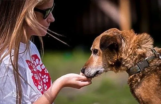Przygarnij wspaniałego seniora Kartoszka!, mazowi