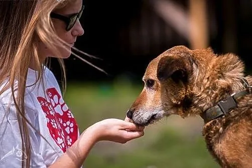 Przygarnij wspaniałego seniora Kartoszka!,  mazowi
