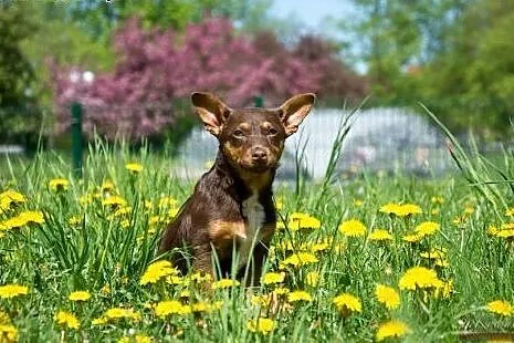 Młoda Mili - do adopcji!,  mazowieckie Warszawa