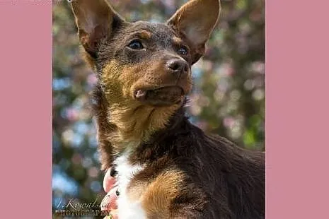 Młoda Mili - do adopcji!,  mazowieckie Warszawa