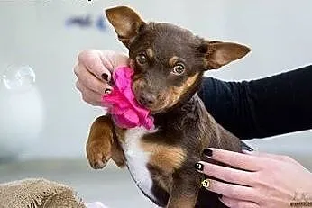 Młoda Mili - do adopcji!,  mazowieckie Warszawa