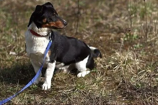 Wyjątkowe cudo - Gasperek :),  warmińsko-mazurskie