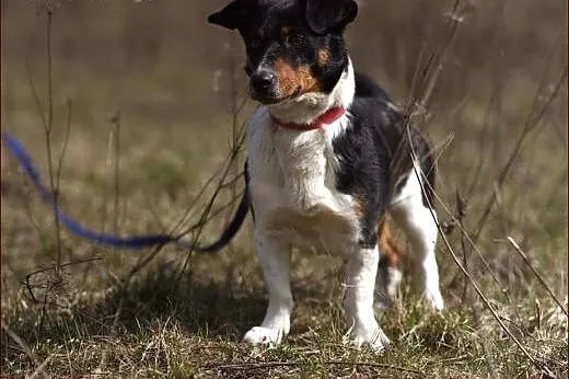 Wyjątkowe cudo - Gasperek :),  warmińsko-mazurskie