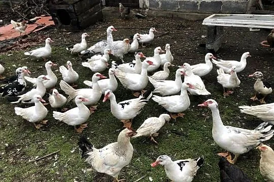 Kaczki i kaczory francuskie, Małopolskie, Maniów