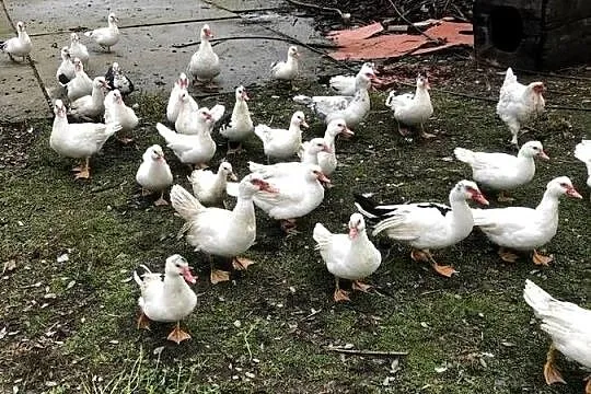 Kaczki i kaczory francuskie, Małopolskie, Maniów
