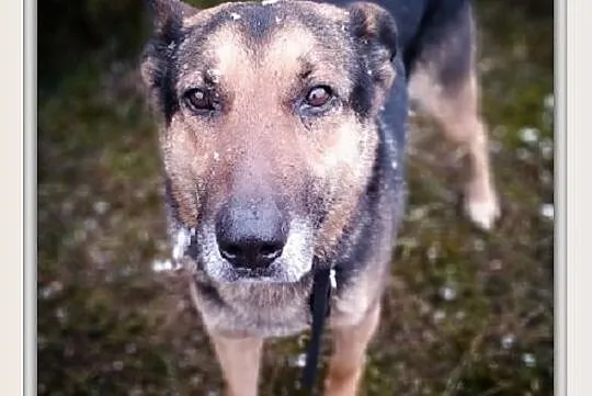 Dosyć duży,7 letni,typ owczarka,kontaktowy,szczepiony pies HUZAR.Adopcja., Mazowieckie, Warszawa