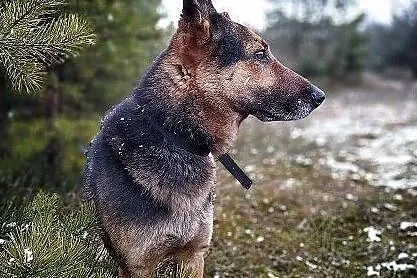 Dosyć duży,7 letni,typ owczarka,kontaktowy,szczepiony pies HUZAR.Adopcja., Mazowieckie, Warszawa