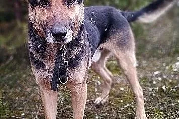 Dosyć duży,7 letni,typ owczarka,kontaktowy,szczepiony pies HUZAR.Adopcja., Mazowieckie, Warszawa