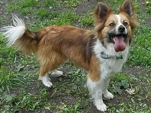 RUDOLF w typie border collie red szuka domu, mazo