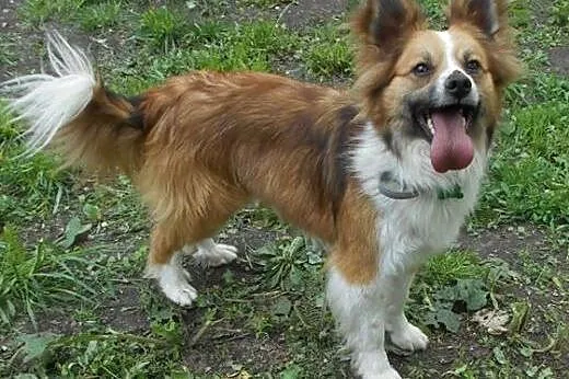 RUDOLF w typie border collie red szuka domu,  mazo