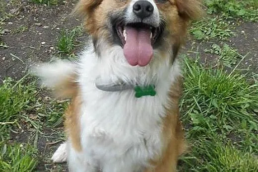 RUDOLF w typie border collie red szuka domu,  mazo