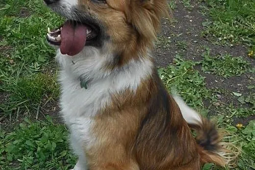 RUDOLF w typie border collie red szuka domu,  mazo
