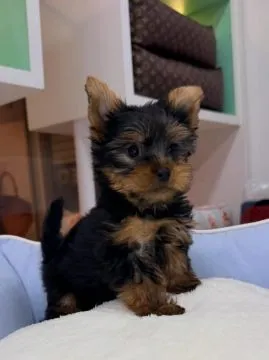 Miniaturowe szczenięta rasy Yorkshire Terrier (piesek i suczka) do adopcji: {{amandinelisa01@gmail.c, , Plock 	