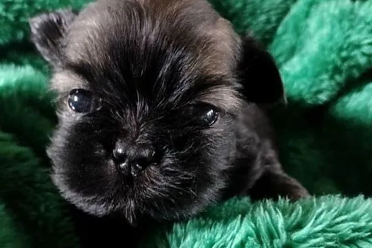 Piesek shih tzu do rezerwacji
