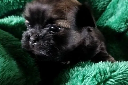 Piesek shih tzu do rezerwacji, Kujawsko-pomorskie, Łążynek