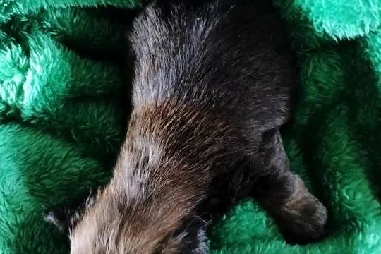 Piesek shih tzu do rezerwacji, Kujawsko-pomorskie, Łążynek
