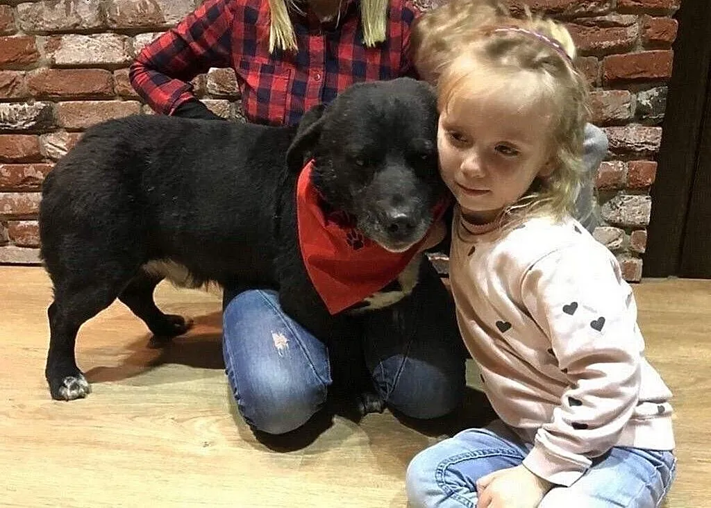 Majki, wesoły, niekonfliktowy psiak do adopcji!, Kundelki cała Polska,
