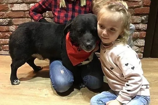 Majki, wesoły, niekonfliktowy psiak do adopcji!,  Kundelki cała Polska, 