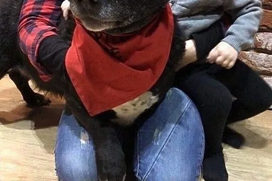 Majki, wesoły, niekonfliktowy psiak do adopcji!,  Kundelki cała Polska, 