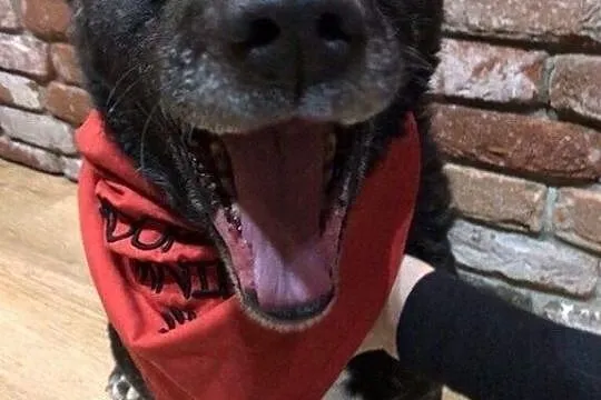 Majki, wesoły, niekonfliktowy psiak do adopcji!,  Kundelki cała Polska, 