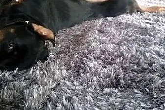 Uma z rodowodem (Brixi Skordatura) dla miłośników 