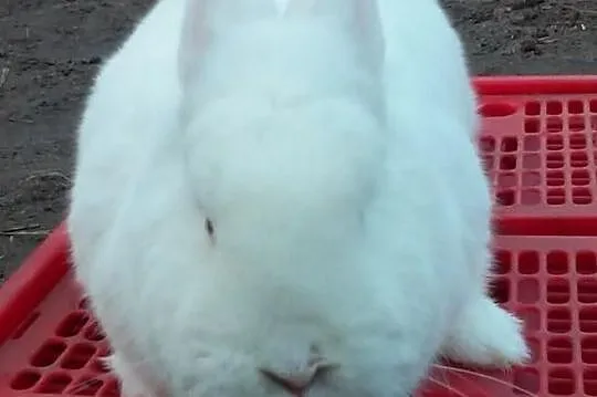 Samica Nowozelandzka Biala NB