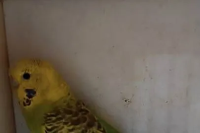 Sprzedam papugi faliste, Łódzkie, Łask