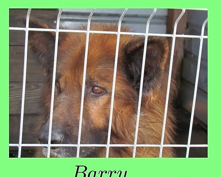 Barry - długowłosy owczarek do adopcji