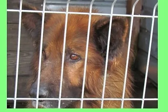 Barry - długowłosy owczarek do adopcji