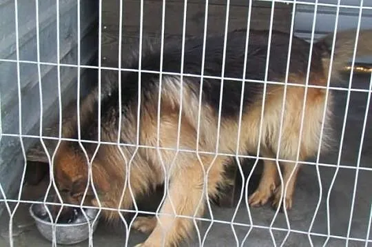 Barry - długowłosy owczarek do adopcji