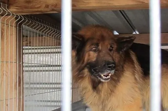 Barry - długowłosy owczarek do adopcji