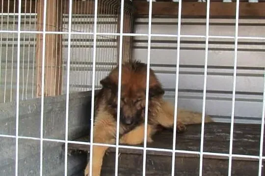 Barry - długowłosy owczarek do adopcji